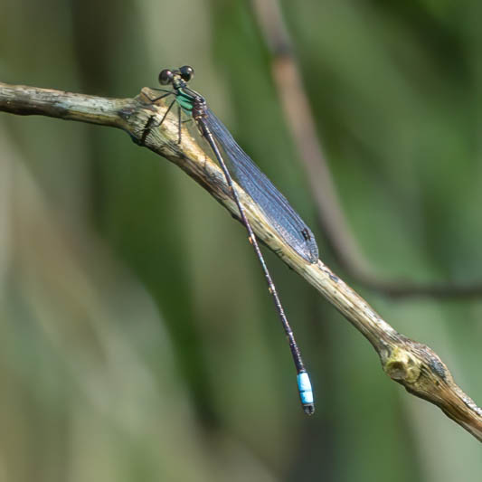 Palaemnema distadens (Carrilo Shadowdamsel) male.jpg